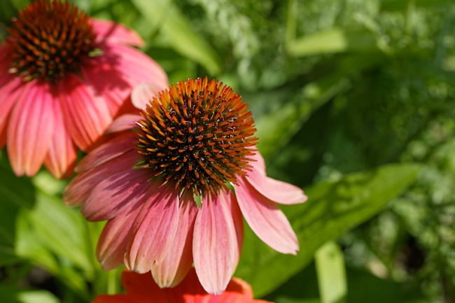 Jardin des Impressionnistes-098